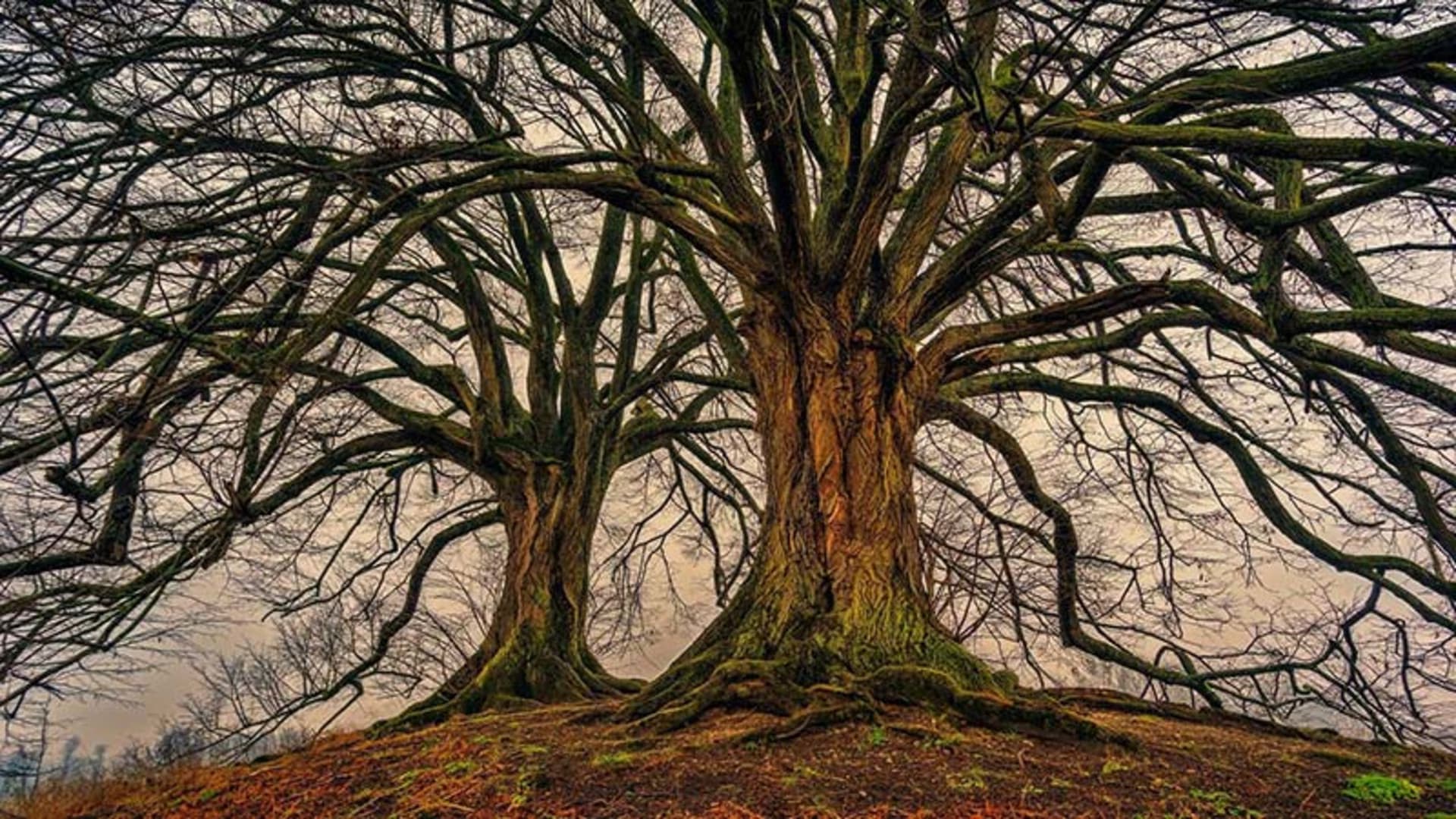 Willow Tarot